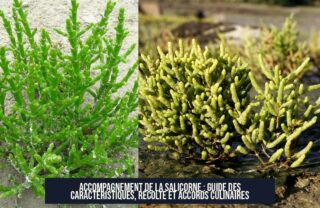 Accompagnement de la Salicorne : Guide des Caractéristiques, Récolte et Accords Culinaires
