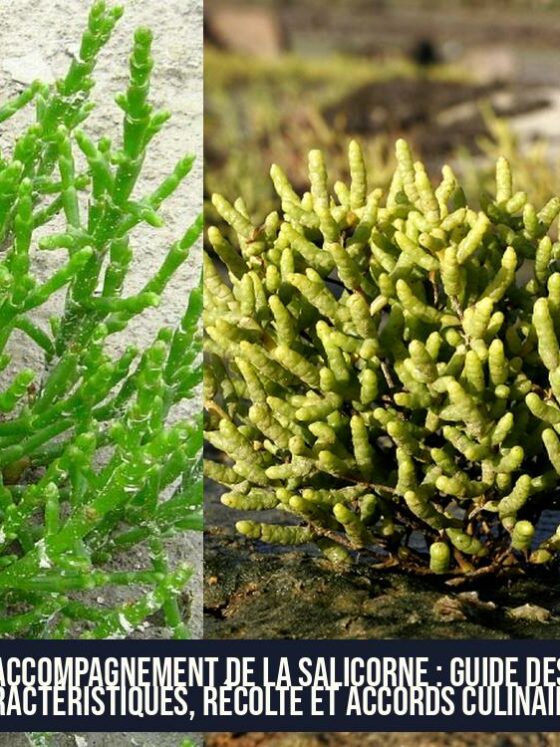 Accompagnement de la Salicorne : Guide des Caractéristiques, Récolte et Accords Culinaires