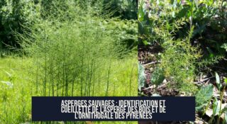Asperges sauvages : identification et cueillette de l'asperge des bois et de l'ornithogale des Pyrénées
