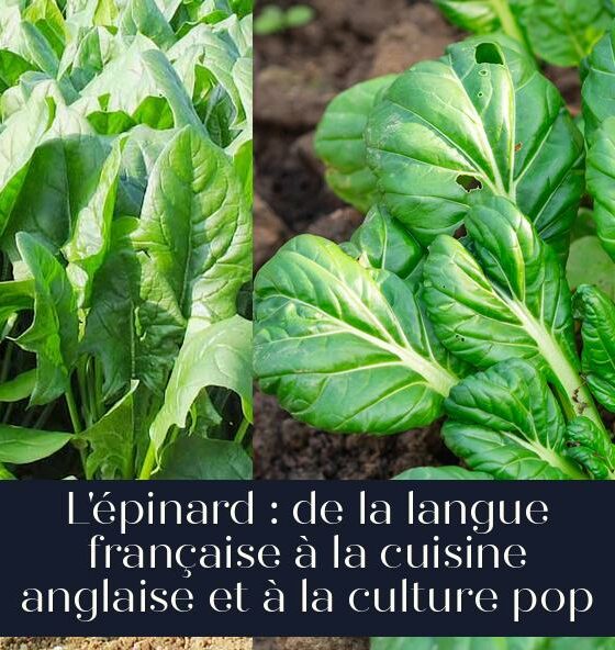 L'épinard : de la langue française à la cuisine anglaise et à la culture pop