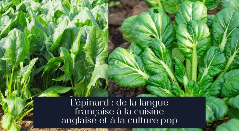 L'épinard : de la langue française à la cuisine anglaise et à la culture pop