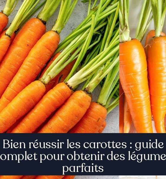 Bien réussir les carottes : guide complet pour obtenir des légumes parfaits