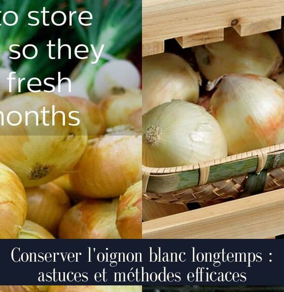 Conserver l'oignon blanc longtemps : astuces et méthodes efficaces