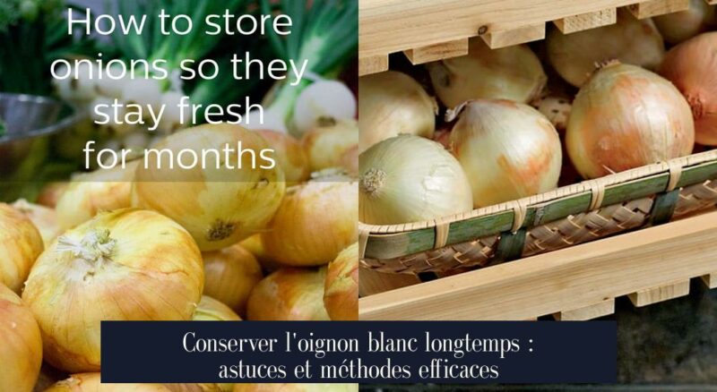 Conserver l'oignon blanc longtemps : astuces et méthodes efficaces