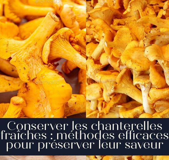 Conserver les chanterelles fraîches : méthodes efficaces pour préserver leur saveur