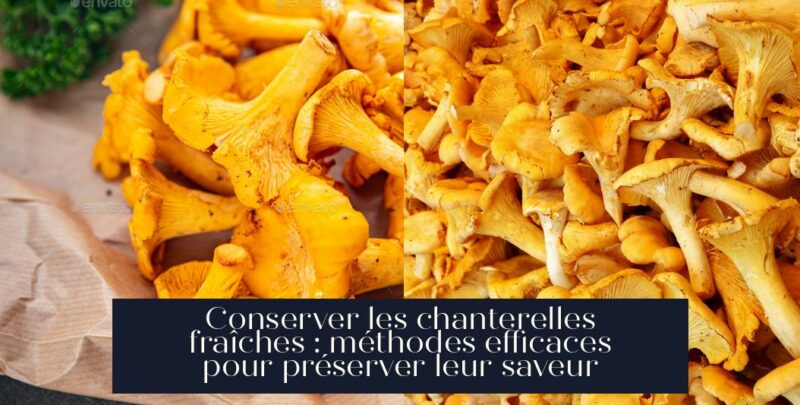 Conserver les chanterelles fraîches : méthodes efficaces pour préserver leur saveur