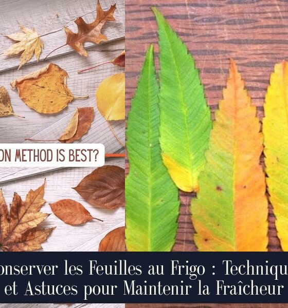 Conserver les Feuilles au Frigo : Techniques et Astuces pour Maintenir la Fraîcheur