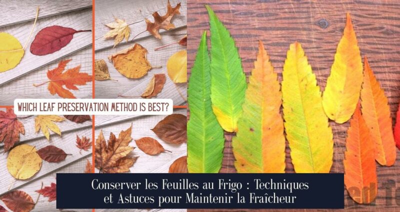 Conserver les Feuilles au Frigo : Techniques et Astuces pour Maintenir la Fraîcheur