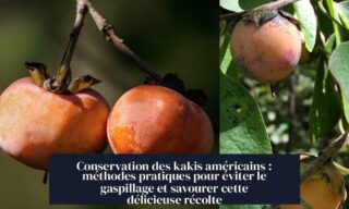 Conservation des kakis américains : méthodes pratiques pour éviter le gaspillage et savourer cette délicieuse récolte