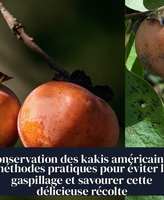 Conservation des kakis américains : méthodes pratiques pour éviter le gaspillage et savourer cette délicieuse récolte