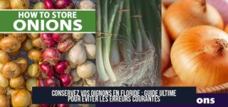Conservez vos oignons en Floride : guide ultime pour éviter les erreurs courantes