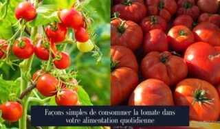 Façons simples de consommer la tomate dans votre alimentation quotidienne
