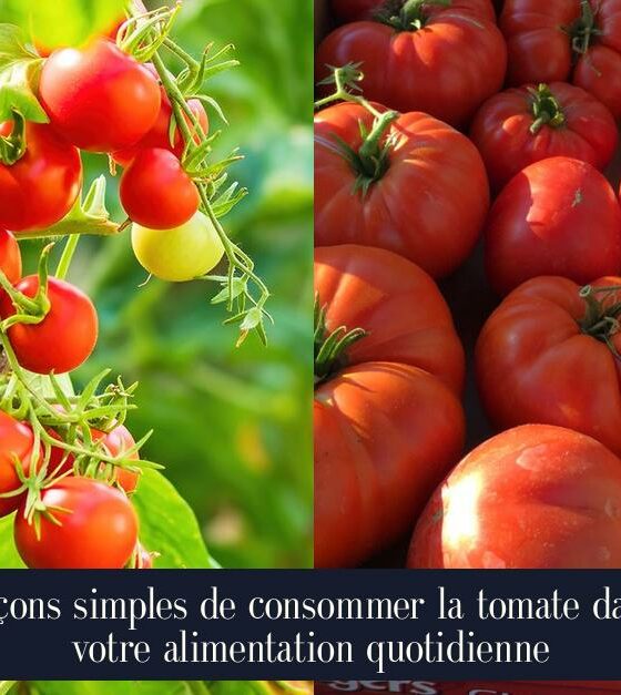 Façons simples de consommer la tomate dans votre alimentation quotidienne