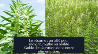 Le sésame : un allié pour maigrir, mythe ou réalité Guide d'intégration dans votre alimentation.