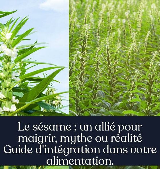 Le sésame : un allié pour maigrir, mythe ou réalité Guide d'intégration dans votre alimentation.