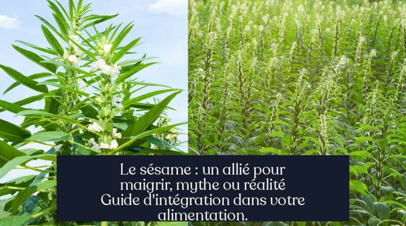 Le sésame : un allié pour maigrir, mythe ou réalité Guide d'intégration dans votre alimentation.