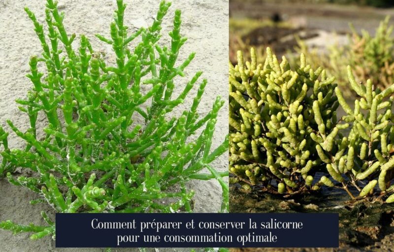 Comment préparer et conserver la salicorne pour une consommation optimale