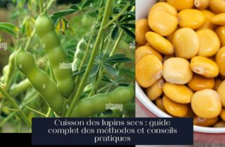 Cuisson des lupins secs : guide complet des méthodes et conseils pratiques