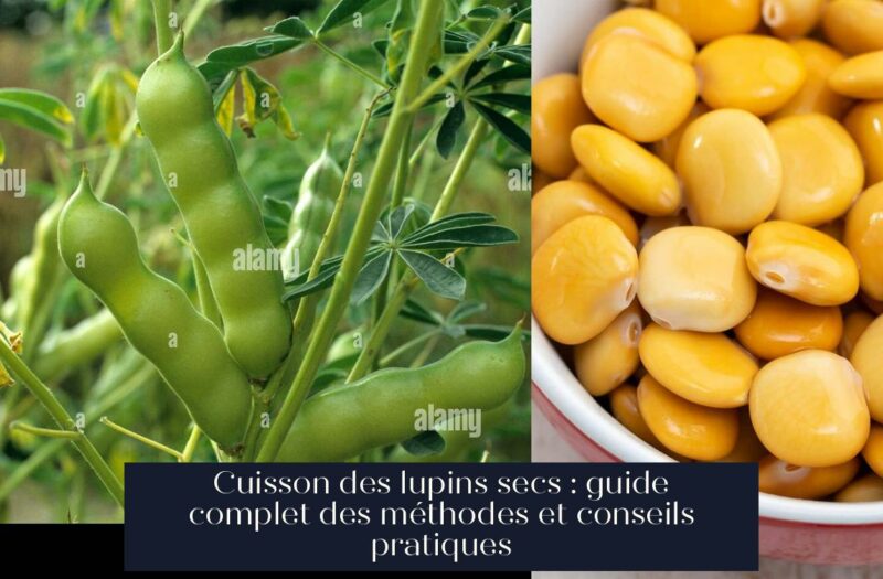 Cuisson des lupins secs : guide complet des méthodes et conseils pratiques