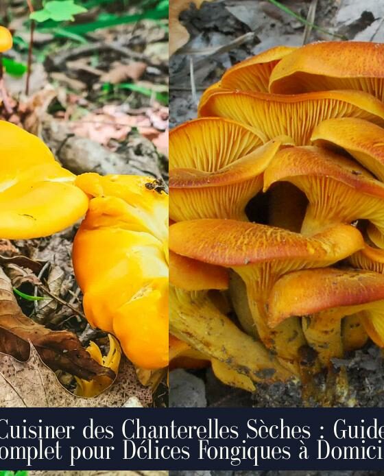 Cuisiner des Chanterelles Sèches : Guide Complet pour Délices Fongiques à Domicile
