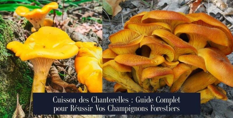 Cuisson des Chanterelles : Guide Complet pour Réussir Vos Champignons Forestiers