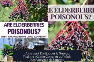 Comment Distinguer le Sureau Toxique : Guide Complet et Précis des Variétés de Sureau