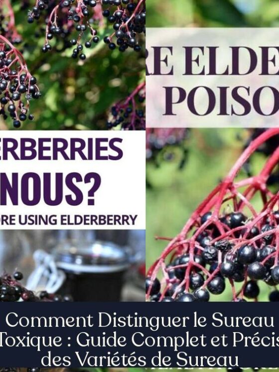 Comment Distinguer le Sureau Toxique : Guide Complet et Précis des Variétés de Sureau