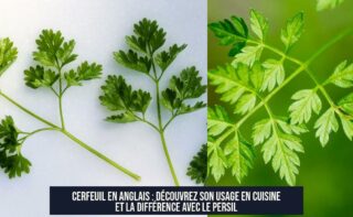 Cerfeuil en anglais : découvrez son usage en cuisine et la différence avec le persil