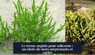 Le terme anglais pour salicorne : un choix de mots surprenants et variés