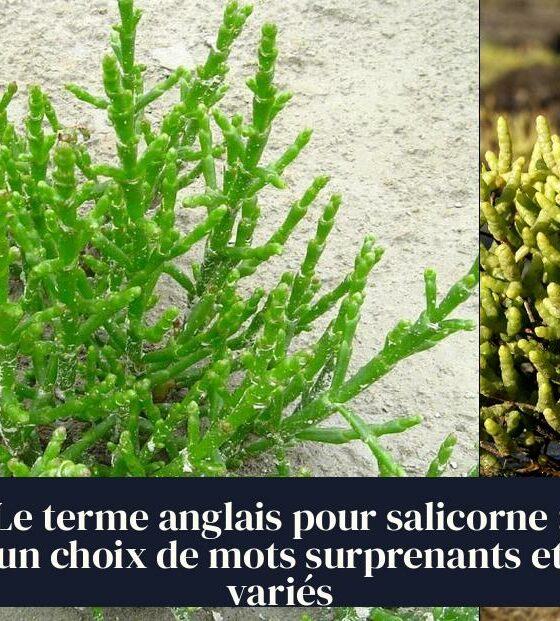 Le terme anglais pour salicorne : un choix de mots surprenants et variés