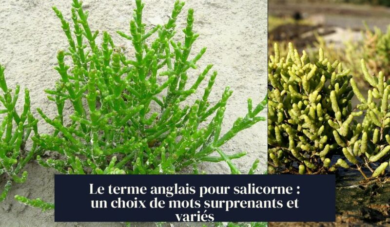 Le terme anglais pour salicorne : un choix de mots surprenants et variés