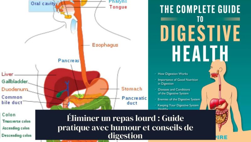 Éliminer un repas lourd : Guide pratique avec humour et conseils de digestion