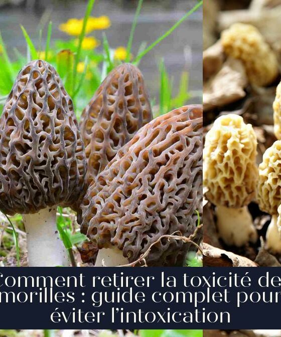 Comment retirer la toxicité des morilles : guide complet pour éviter l’intoxication