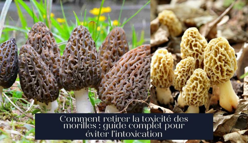 Comment retirer la toxicité des morilles : guide complet pour éviter l’intoxication