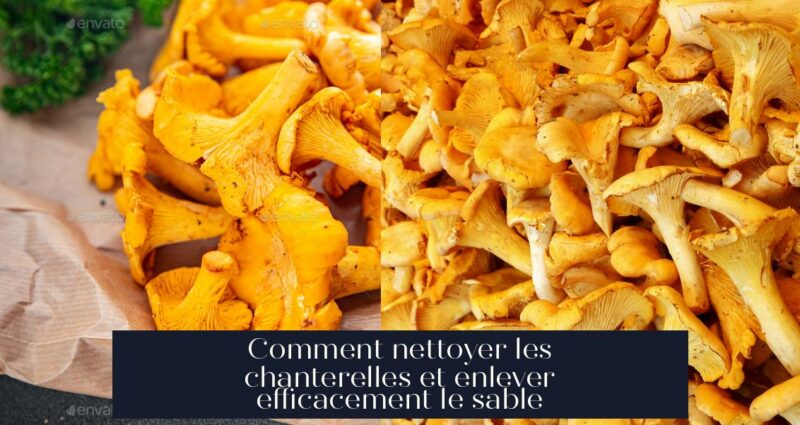 Comment nettoyer les chanterelles et enlever efficacement le sable