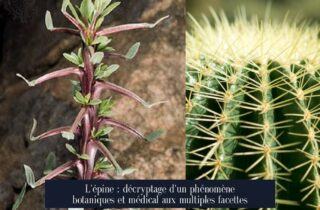 L'épine : décryptage d'un phénomène botaniques et médical aux multiples facettes