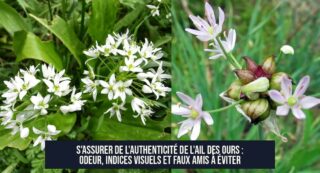 S'assurer de l'authenticité de l'ail des ours : odeur, indices visuels et faux amis à éviter