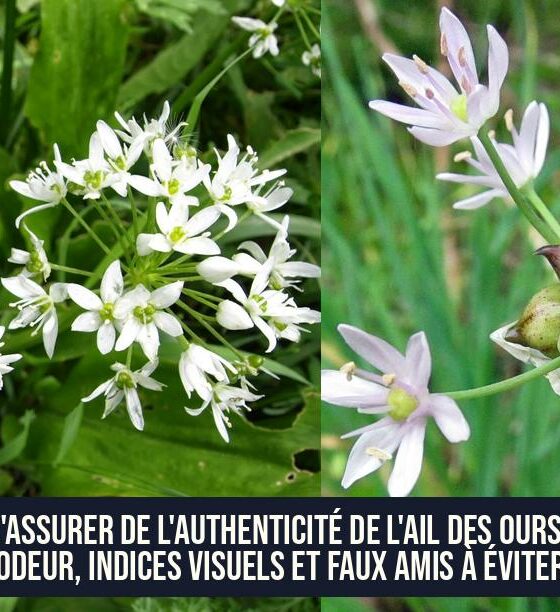 S'assurer de l'authenticité de l'ail des ours : odeur, indices visuels et faux amis à éviter