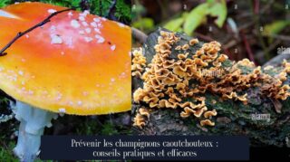 Prévenir les champignons caoutchouteux : conseils pratiques et efficaces