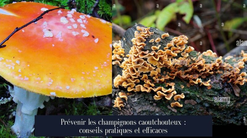 Prévenir les champignons caoutchouteux : conseils pratiques et efficaces