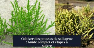 Cultiver des pousses de salicorne : Guide complet et étapes à suivre