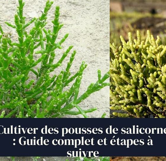 Cultiver des pousses de salicorne : Guide complet et étapes à suivre
