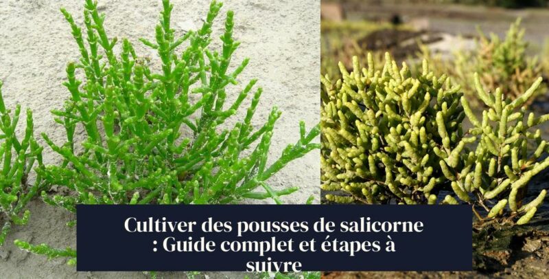 Cultiver des pousses de salicorne : Guide complet et étapes à suivre