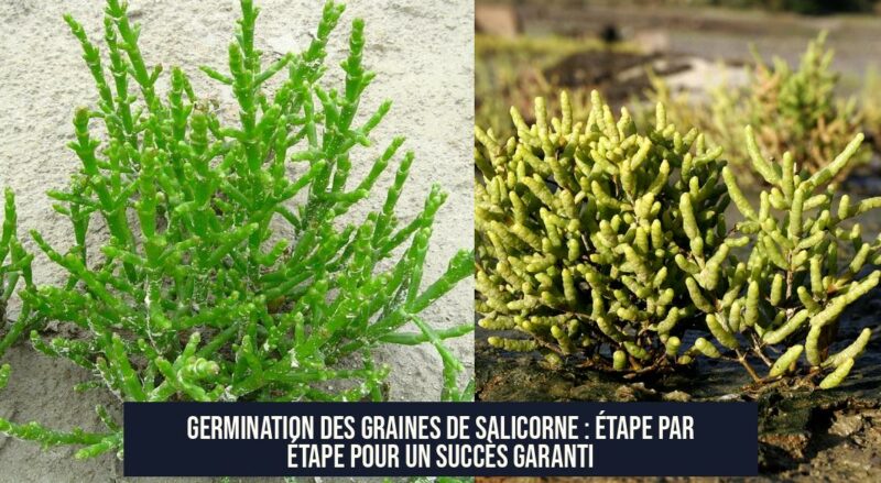 Germination des graines de salicorne : étape par étape pour un succès garanti
