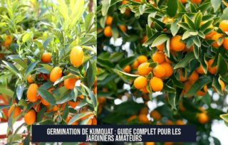 Germination de kumquat : guide complet pour les jardiniers amateurs