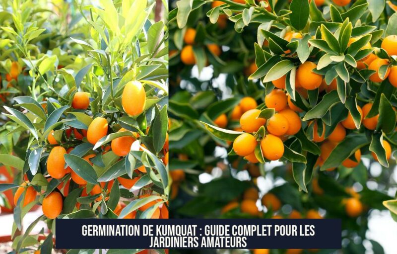 Germination de kumquat : guide complet pour les jardiniers amateurs