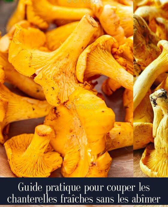 Guide pratique pour couper les chanterelles fraîches sans les abîmer