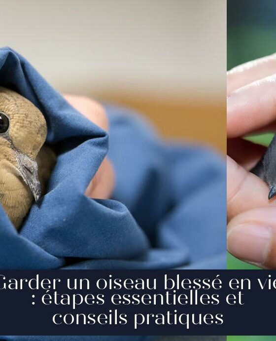 Garder un oiseau blessé en vie : étapes essentielles et conseils pratiques