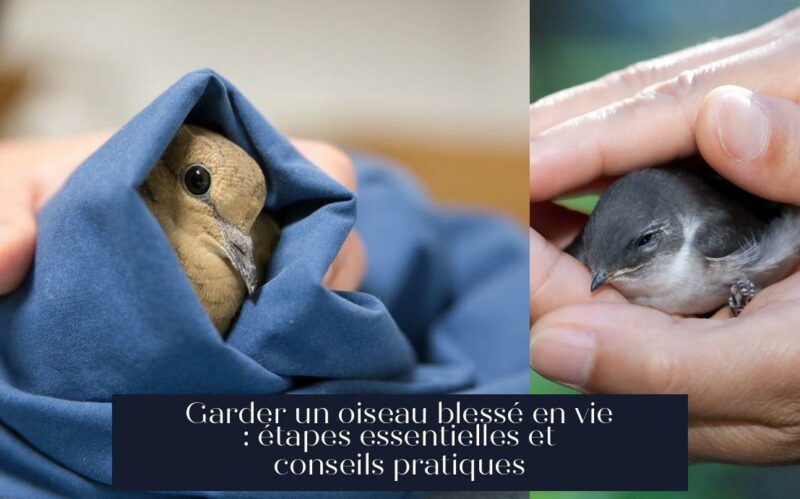 Garder un oiseau blessé en vie : étapes essentielles et conseils pratiques
