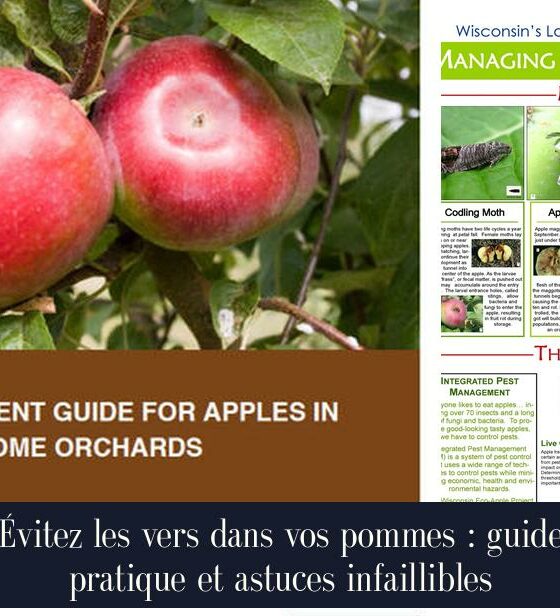Évitez les vers dans vos pommes : guide pratique et astuces infaillibles